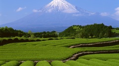 Japan Landscapes mount fuji