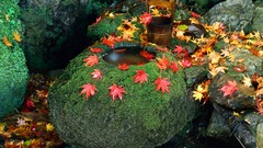 Japan maple-leaf rock garden