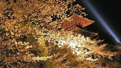 Japan Monastery cherry blossoms night view