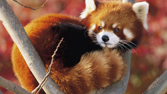 Japan nature Animals red