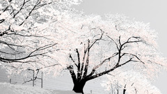 Japan nature cherry blossoms