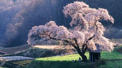 Japan nature cherry blossoms