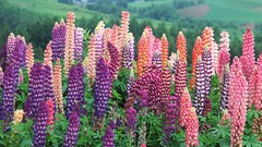 Japan nature Flowers Hokkaido