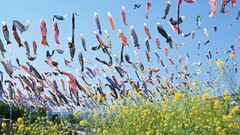Japan nature Koinobori