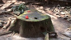 Japan stump flower petals tree stumps