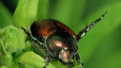 Japanese Beetles in The