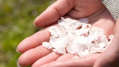 Japanese Girl and Geisha Friend