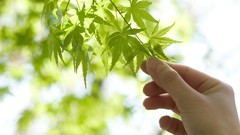 Japanese Girl and Geisha Friend