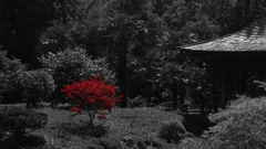 Jardin japonais bambouseraie