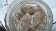 Jars Animals hamsters sleeping