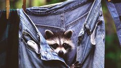 Jeans Animals raccoons