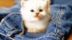 Jeans cats Kittens pocket