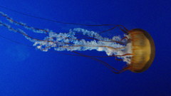 Jelly fish high Aquarium