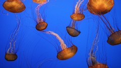 Jellyfish