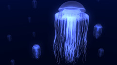 Jellyfish