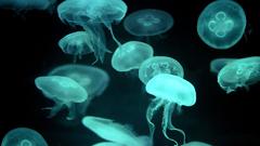 Jellyfish