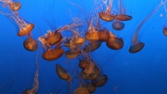 Jellyfish aqurium high Aquarium