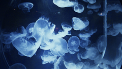 Jellyfish beautiful are high cloudinc