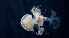 Jellyfish by bequite high