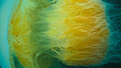 Jellyfish jelly beans