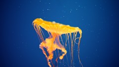 Jellyfish Sea Life