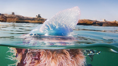 Jellyfish sealife Sea