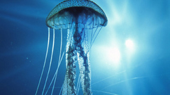 Jellyfish underwater