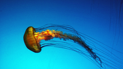 Jellyfish underwater