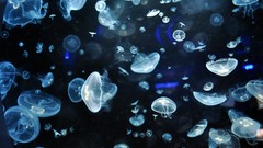 Jellyfish underwater luminiscence