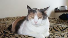 Jewelsfat kitten animal fat