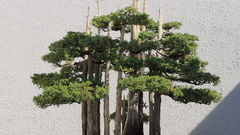 John naka goshin October