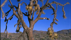 Joshua tree high nature