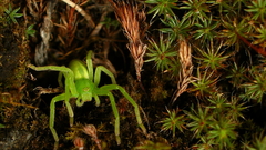 Julia faelt Green spider