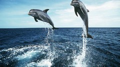 Jumping Dolphins