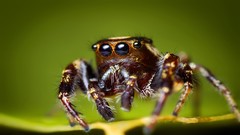 Jumping spider