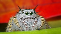 Jumping spider