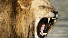 Jungle Animals Africa Lions