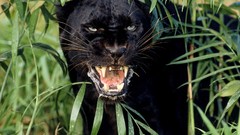 Jungle Animals panthers