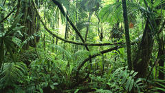 Jungle forests