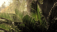 Jungle forests Plants palm