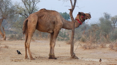 Kamel kupranugaris chameau animal