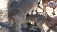Kangaroo animal Animals