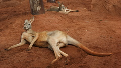 Kangaroos