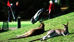 Kangaroos Victoria Australia