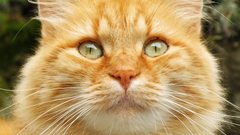 Katze cat cats animal