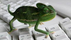 Keyboards chameleons
