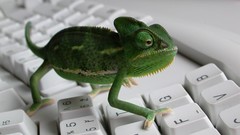 Keyboards Reptiles iguana