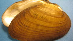 Kidney mussel inout3 high