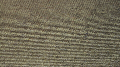 Kids holding placards hey