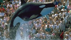 Killer whales aquatic